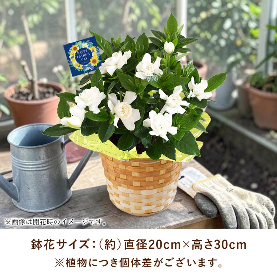 フラワーマーケット花由 父の日 花 2026 ギフト 鉢植え 香りが楽しめる