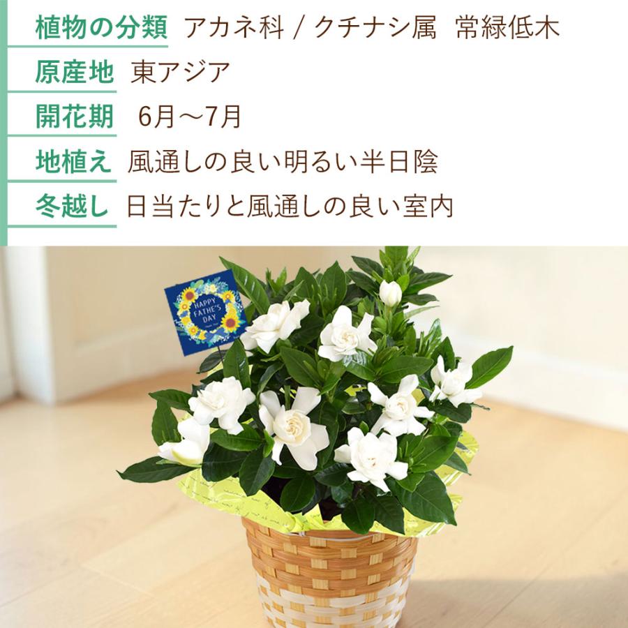 フラワーマーケット花由 父の日 花 2026 ギフト 鉢植え 香りが楽しめる