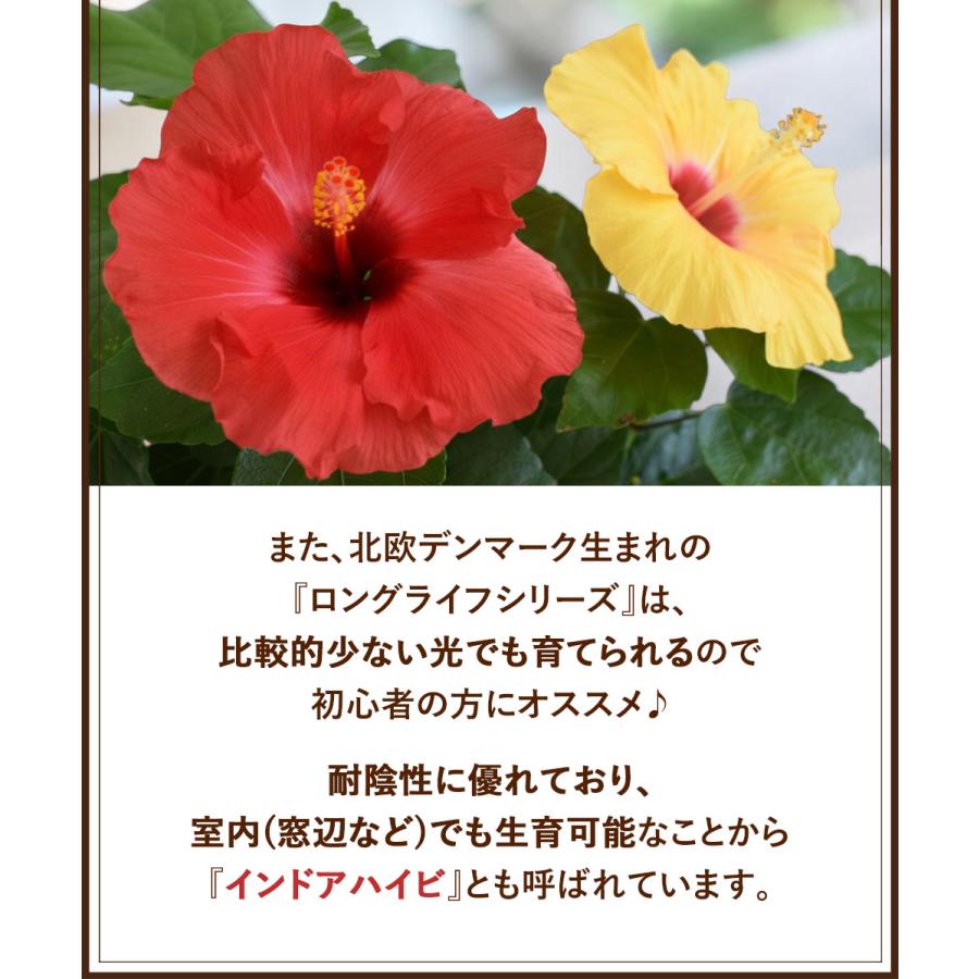 フラワーマーケット花由 父の日 花 2026 ギフト 鉢植え 夏のお花