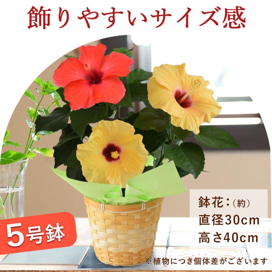 フラワーマーケット花由 父の日 花 2026 ギフト 鉢植え 夏のお花