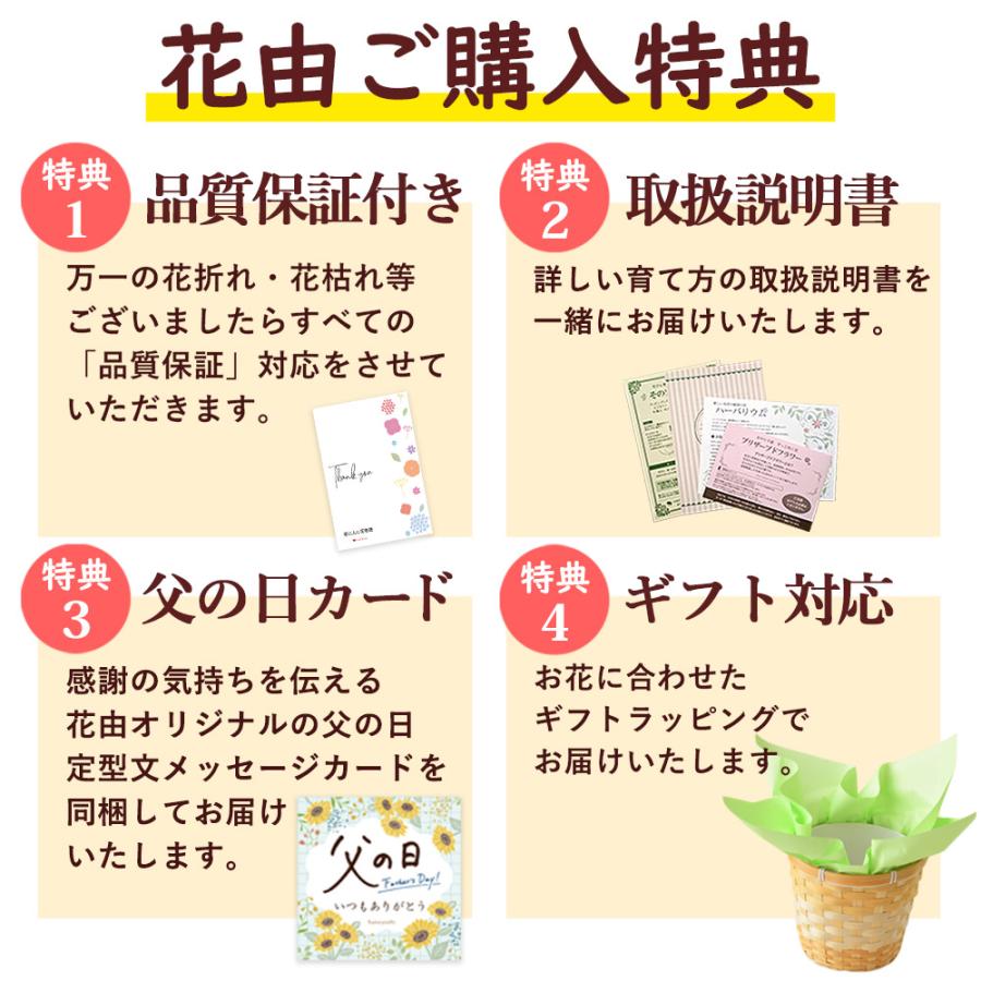フラワーマーケット花由 遅れてごめんね 父の日 花鉢 花 2026 ギフト