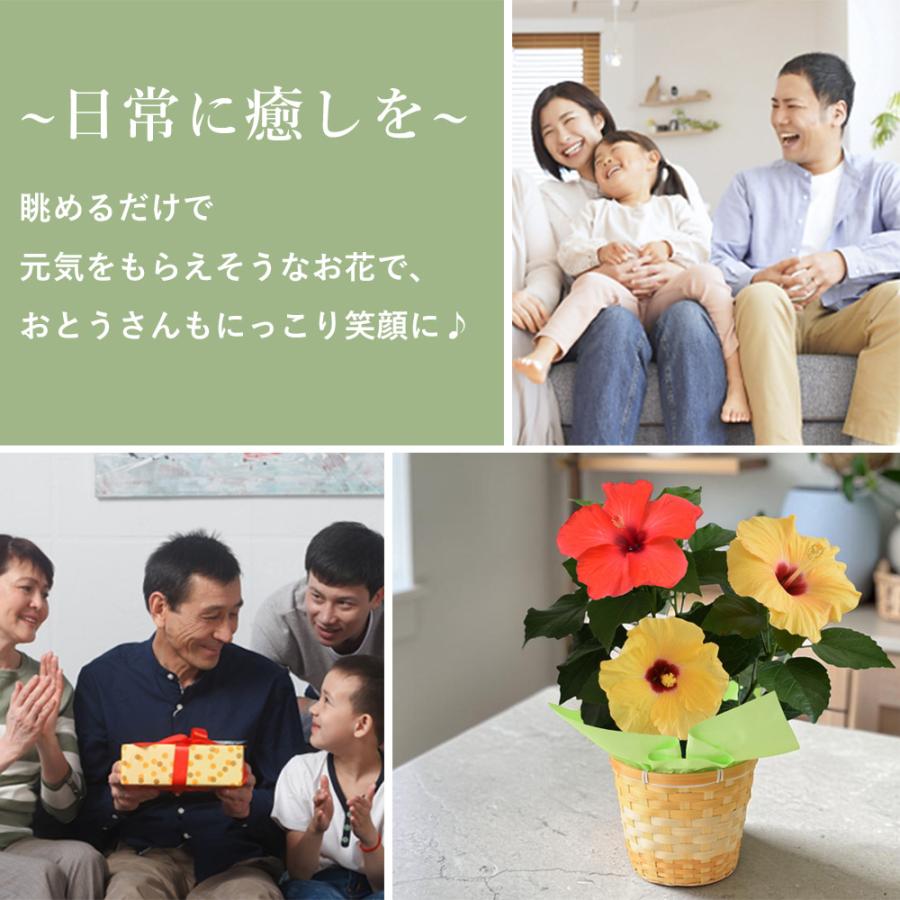 フラワーマーケット花由 父の日 花 2026 ギフト 鉢植え 夏のお花