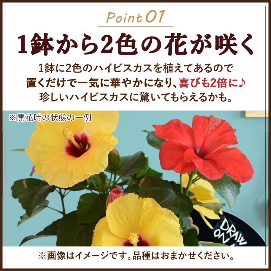 フラワーマーケット花由 遅れてごめんね 父の日 花鉢 花 2026 ギフト