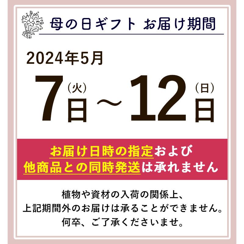 まだ間に合う 母の日 2024 花 寄せ鉢＆スイートポテト カーネーション、ミニバラなど人気の花鉢がぎゅっ！ふわふわプードルが笑顔をお届け｜hanayoshi-y｜17