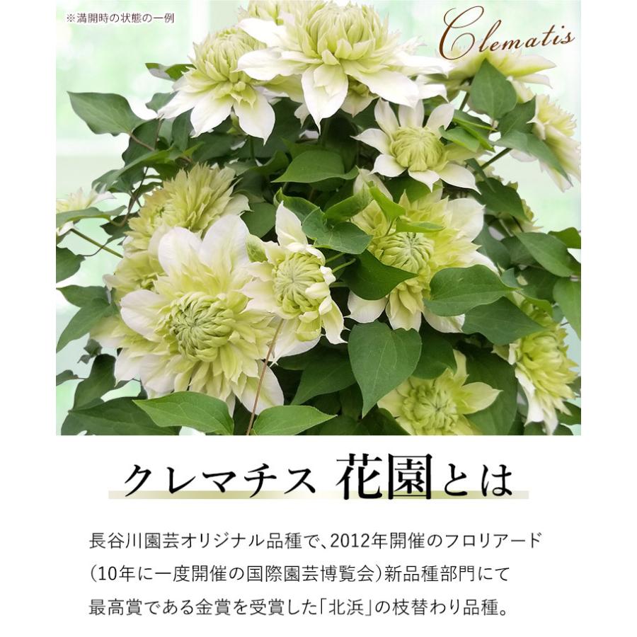 母の日 22 花 プレゼント 花鉢 ギフト 八重咲き クレマチス 花園 鉢植え Evm22h313 フラワーマーケット花由 通販 Yahoo ショッピング