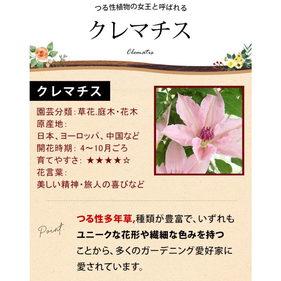 早割 母の日 22 花 鉢植え クレマチス ピンクファンタジー フェンス仕立て プレゼント ギフト 花鉢 鉢花 Evm22h314 フラワーマーケット花由 通販 Yahoo ショッピング