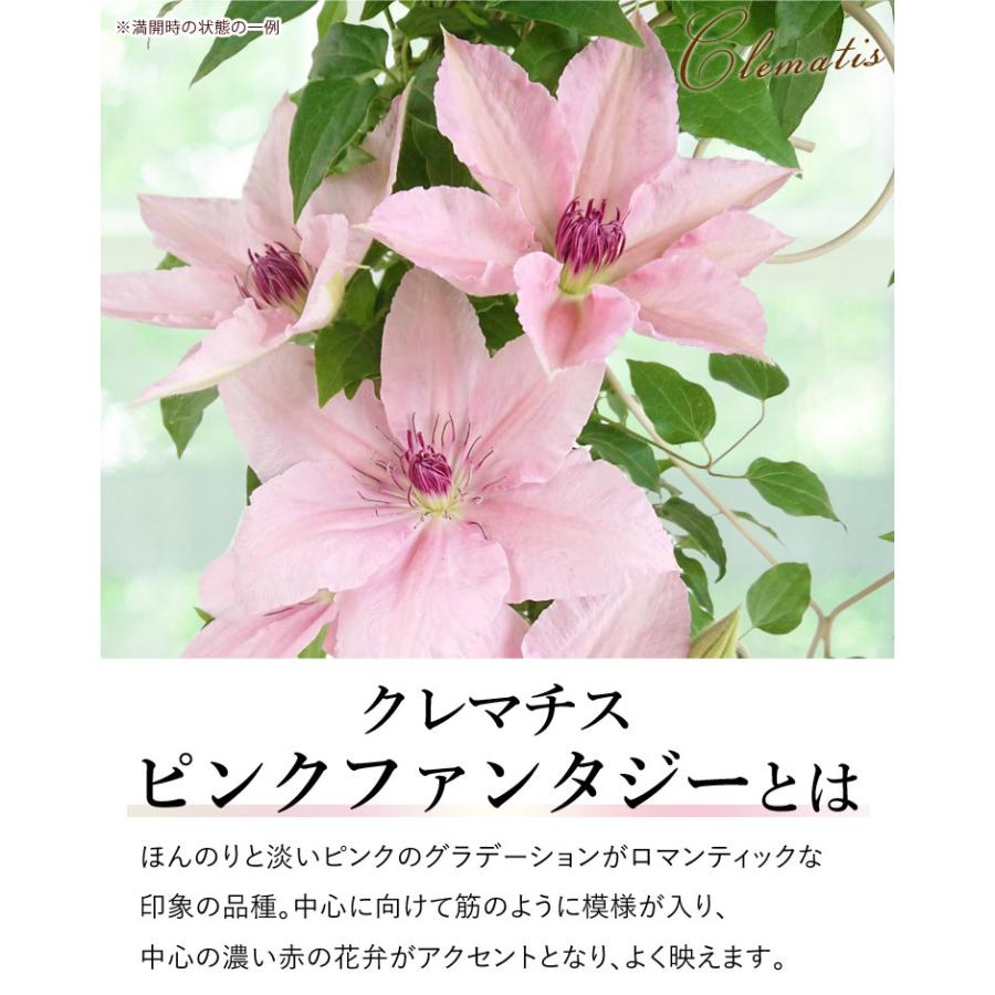 早割 母の日 22 花 鉢植え クレマチス ピンクファンタジー フェンス仕立て プレゼント ギフト 花鉢 鉢花 Evm22h314 フラワーマーケット花由 通販 Yahoo ショッピング