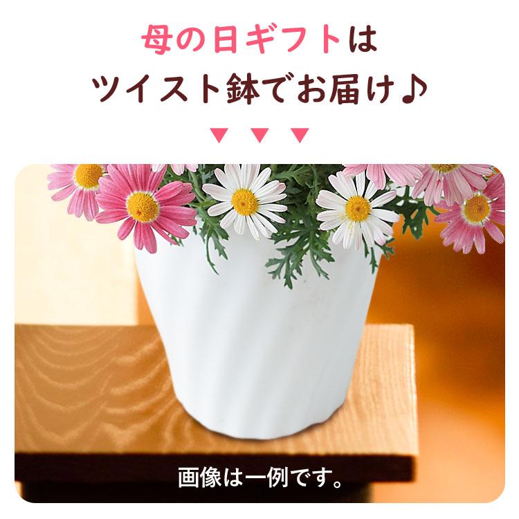 フラワーマーケット花由 まだ間に合う ※一部地域を除く 母の日 ギフト