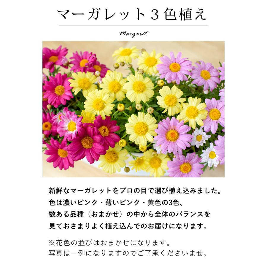 最大69 Offクーポン 母の日 22 花 鉢植え ギフト プレゼント 1鉢で3色楽しめる マーガレット3色植え 珍しい 花鉢 鉢花 フラワーギフト Heartlandgolfpark Com