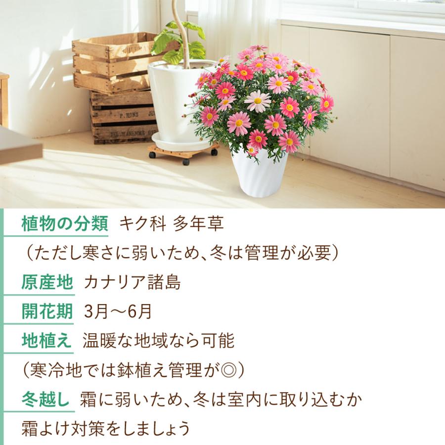 フラワーマーケット花由 まだ間に合う ※一部地域を除く 母の日 ギフト