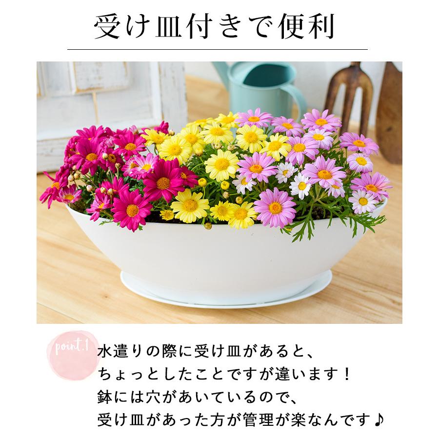 最大69 Offクーポン 母の日 22 花 鉢植え ギフト プレゼント 1鉢で3色楽しめる マーガレット3色植え 珍しい 花鉢 鉢花 フラワーギフト Heartlandgolfpark Com