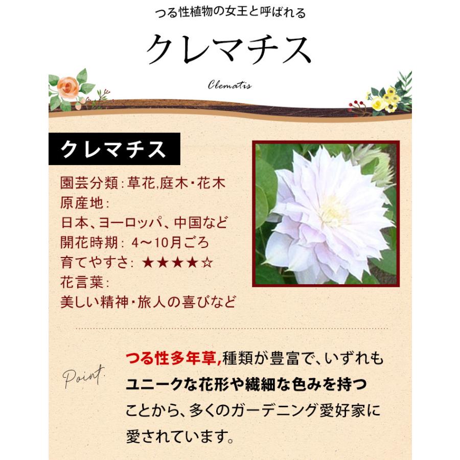 母の日 22 花 ギフト 花鉢 プレゼント 八重咲きクレマチス ベルオブウォーキング 鉢植え 鉢花 Evm22h329 フラワーマーケット花由 通販 Yahoo ショッピング