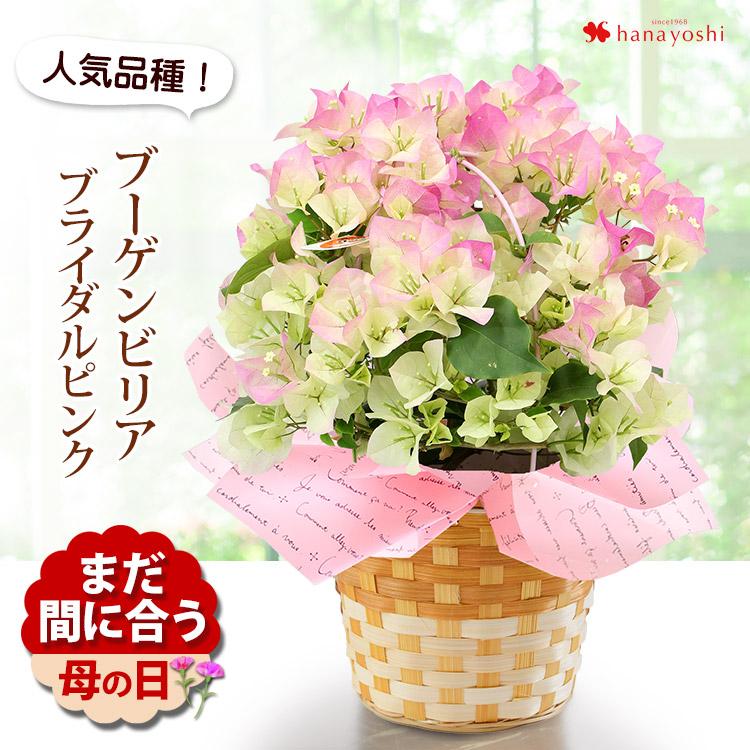 母の日 花 鉢植え 22 ギフト プレゼント 花由特選 ブーゲンビリア ブライダルピンク 花鉢 鉢花 フラワーギフト フラワーマーケット花由 通販 Paypayモール