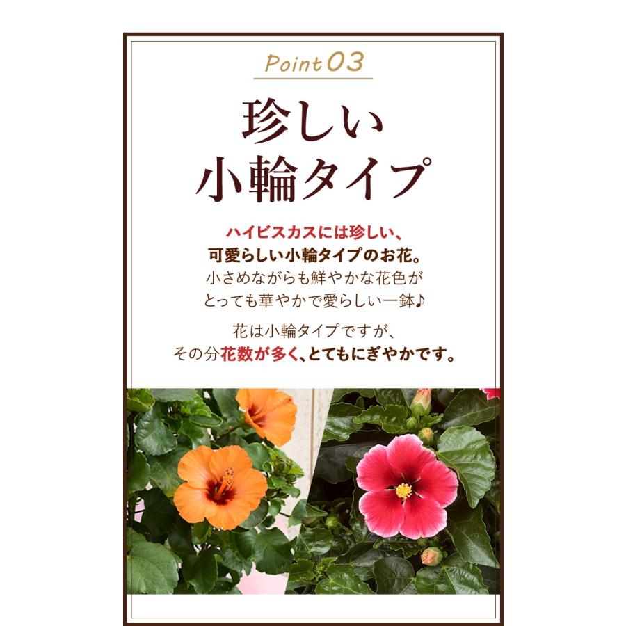 まだ間に合う 母の日 花 鉢植え プレゼント 2024 ロングライフ ハイビスカス 5号 珍しい 多年草 花鉢 鉢花 母の日ギフト お花｜hanayoshi-y｜06