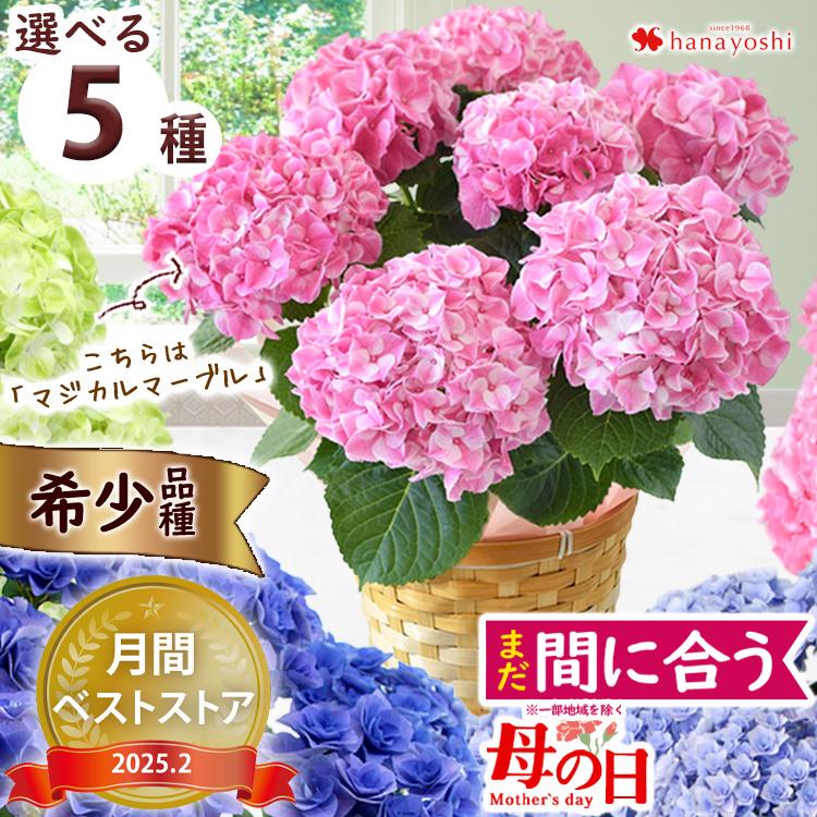 フラワーマーケット花由 母の日 花 2025 アジサイ プレゼント フラワーマーケット花由 母の日 花 2025 アジサイ プレゼント