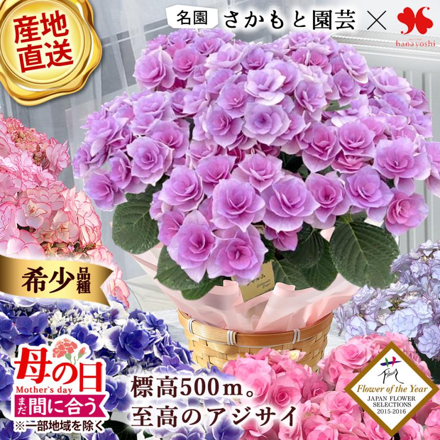 フラワーマーケット花由 まだ間に合う ※一部地域を除く 母の日 花