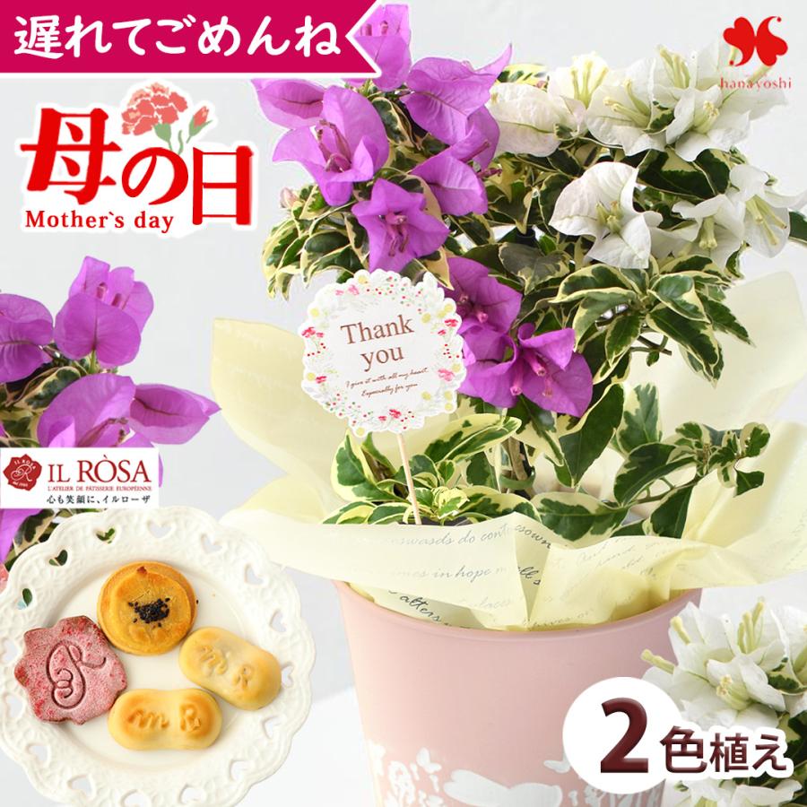 フラワーマーケット花由 遅れてごめんね 母の日 花 鉢植え 花と