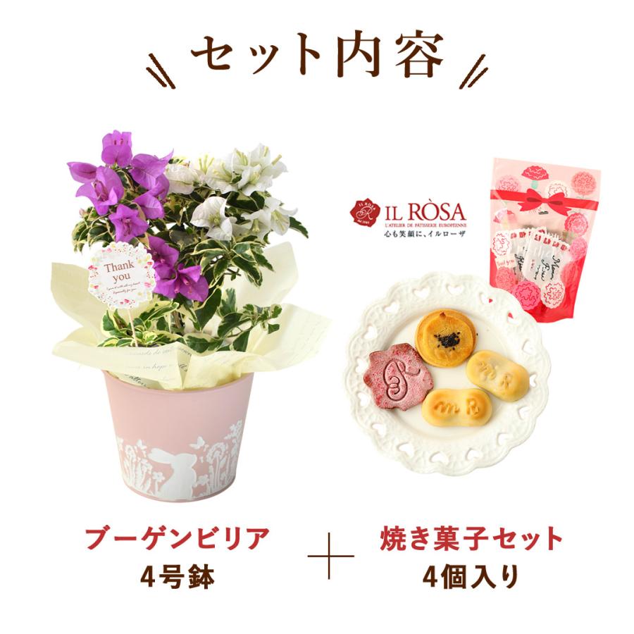 フラワーマーケット花由 遅れてごめんね 母の日 花 鉢植え 花と