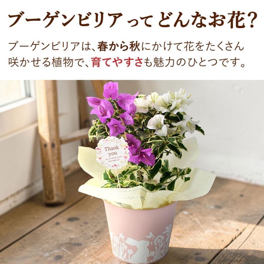 フラワーマーケット花由 遅れてごめんね 母の日 花 鉢植え 花と