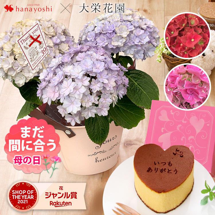 母の日 22 花とスイーツ プレゼント ギフト 選べる3種類 大栄花園さんのアジサイ4号鉢と長崎カステラセット あじさい 紫陽花 花鉢 鉢植え 鉢花 フラワーマーケット花由 通販 Paypayモール