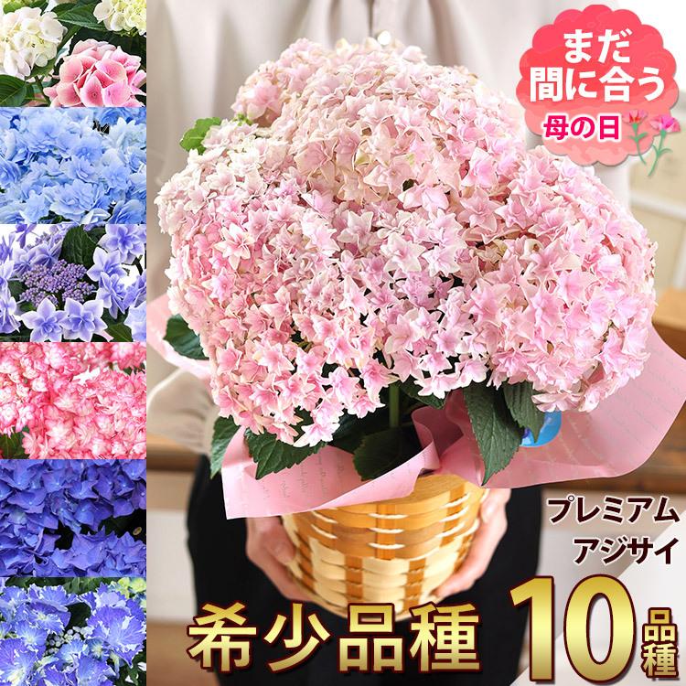 母の日 22 花 プレゼント 花鉢 ギフト 選べる10品種 花由プレミアム あじさい ５号 Inバスケット 鉢植え アジサイ 紫陽花 鉢花 Evmo21h3 フラワーマーケット花由 通販 Yahoo ショッピング