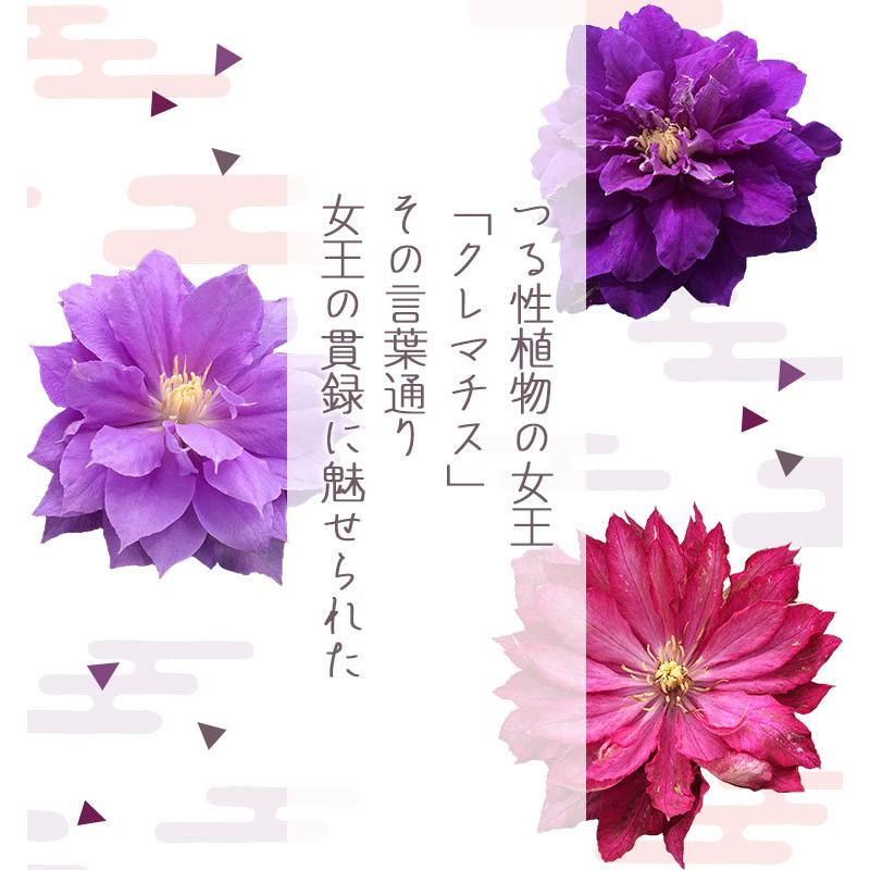 母の日 ギフト 花 プレゼント 21 人気の豪華な鉢植え 八重咲きクレマチス 5 4 5 9の間にお届け フラワーギフト クレマチス 花鉢 鉢花 母 義理 義母 フラワーマーケット花由 通販 Paypayモール