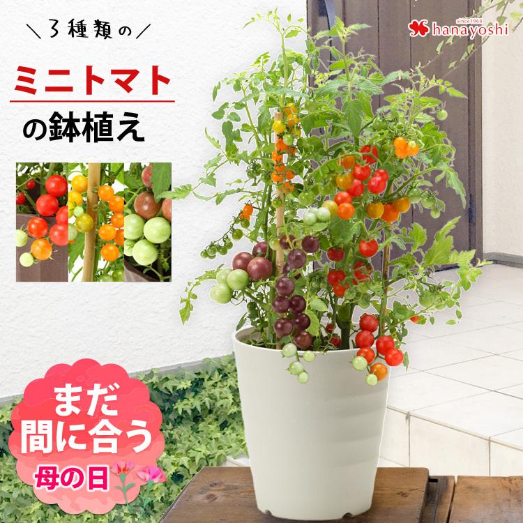 母の日 ギフト 野菜 プレゼント 21 送料無料 ミニトマト３色ミックス 鉢植え プチトマト 健康 ミニトマト 5 4 5 9の間にお届け 家庭菜園 フラワーマーケット花由 通販 Paypayモール