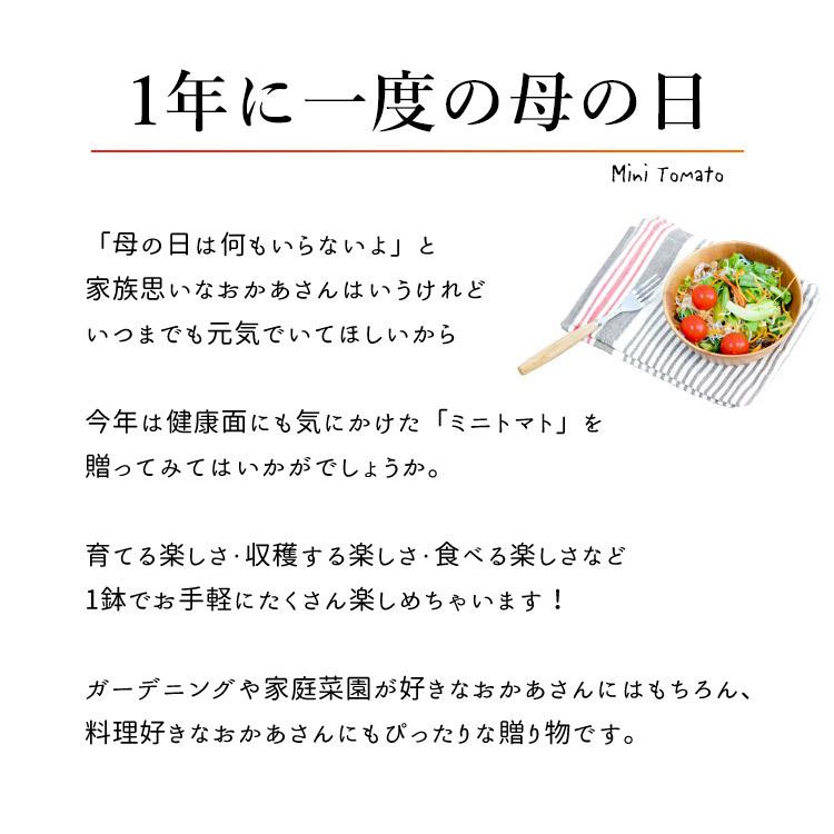 母の日 ギフト 野菜 プレゼント 21 送料無料 ミニトマト３色ミックス 鉢植え プチトマト 健康 ミニトマト 5 4 5 9の間にお届け 家庭菜園 フラワーマーケット花由 通販 Paypayモール