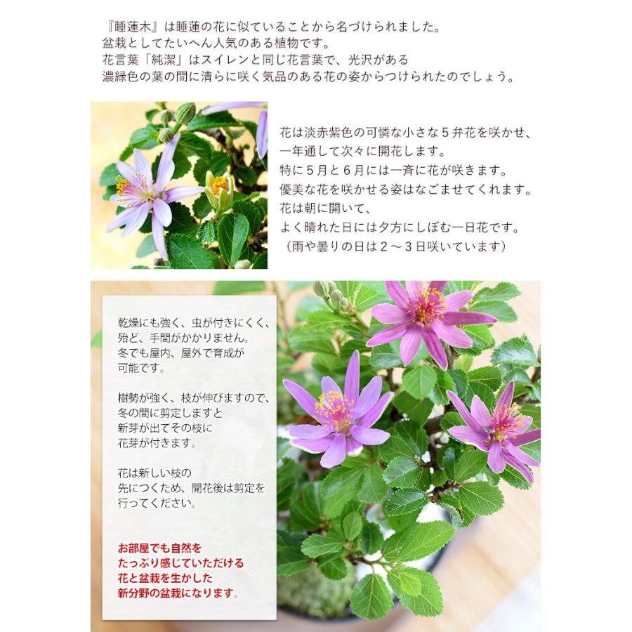 即納最大半額 敬老の日 プレゼント 21 創作盆栽 苔あそび 長寿梅 か ギフト から選べる盆栽と金長まんじゅう2種類のセット おばあちゃん おじいちゃん 睡蓮木