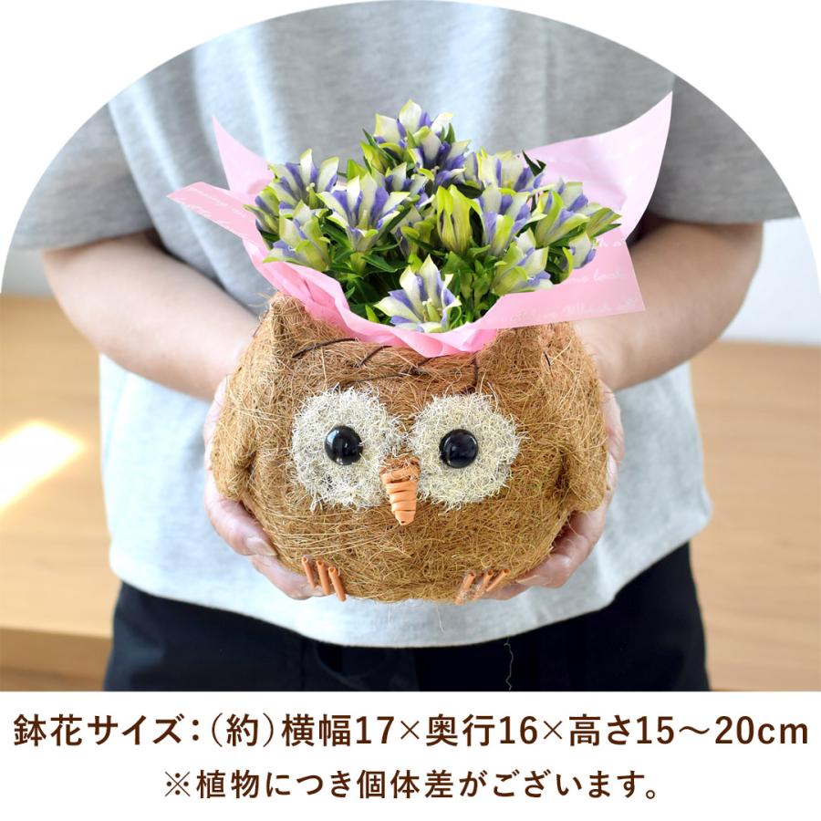 フラワーマーケット花由 敬老の日 花 プレゼント ギフト 2026 リンドウ