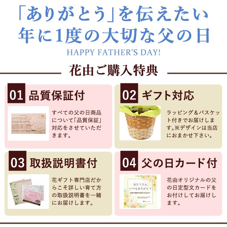 父の日 花 ギフト 送料無料 2024 育てる楽しみを贈る父の日の贈り物 果樹 実付パッションフルーツの鉢植え〜バスケット付 プレゼント 60代 70代 80代 花｜hanayoshi-y｜03