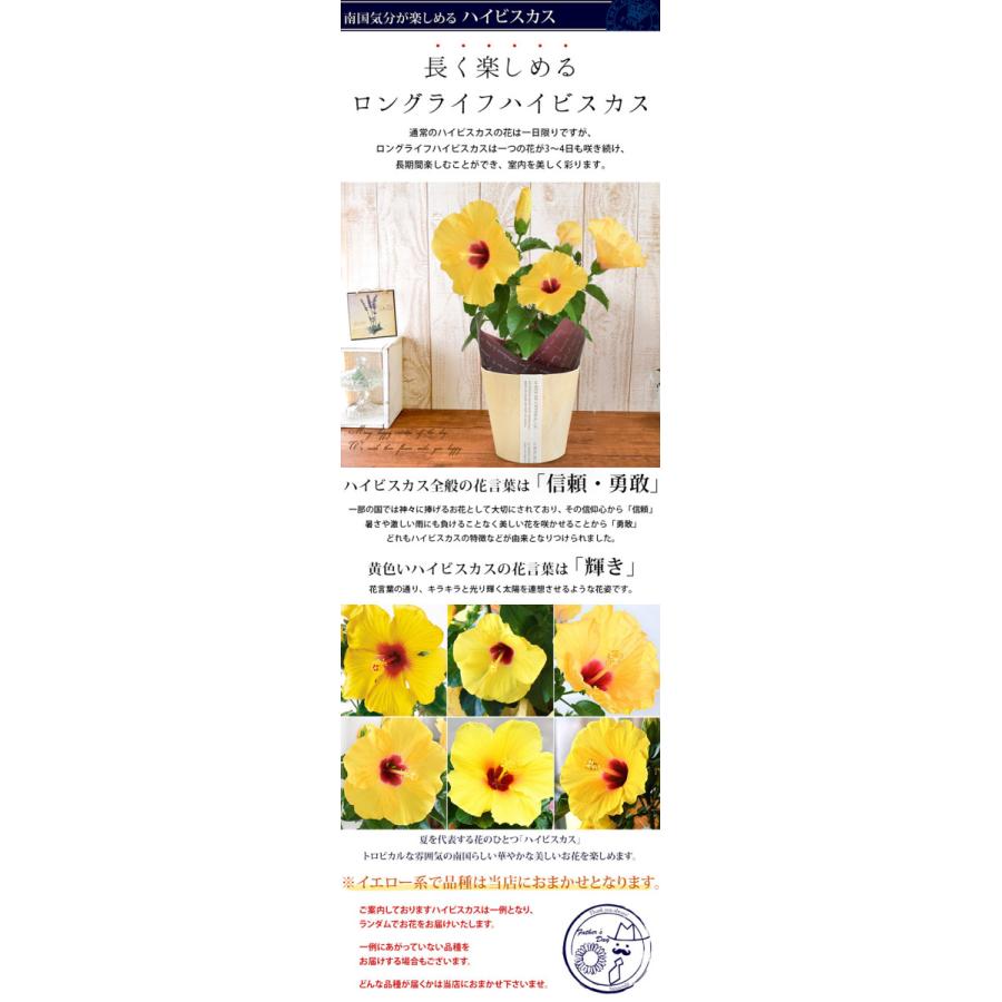 パーティを彩るご馳走や 父の日 花 お菓子 スイーツ ひまわり か アジサイ ハイビスカス ブルーベリー 和菓子巾着 お蕎麦 コットンタオル 食べ物 ギフト 送料無料 15通り Riosmauricio Com
