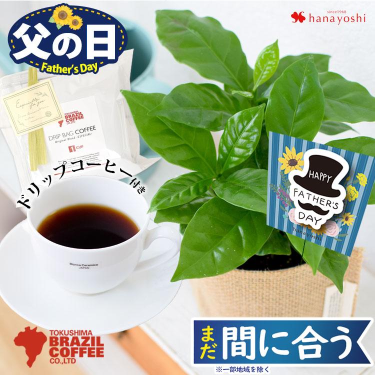 父の日 ギフト 21 プレゼント コーヒーの木 ミニ観葉植物 徳島ブラジルコーヒーさんのドリップコーヒーのセット 父の日プレゼント フラワーマーケット花由 通販 Paypayモール