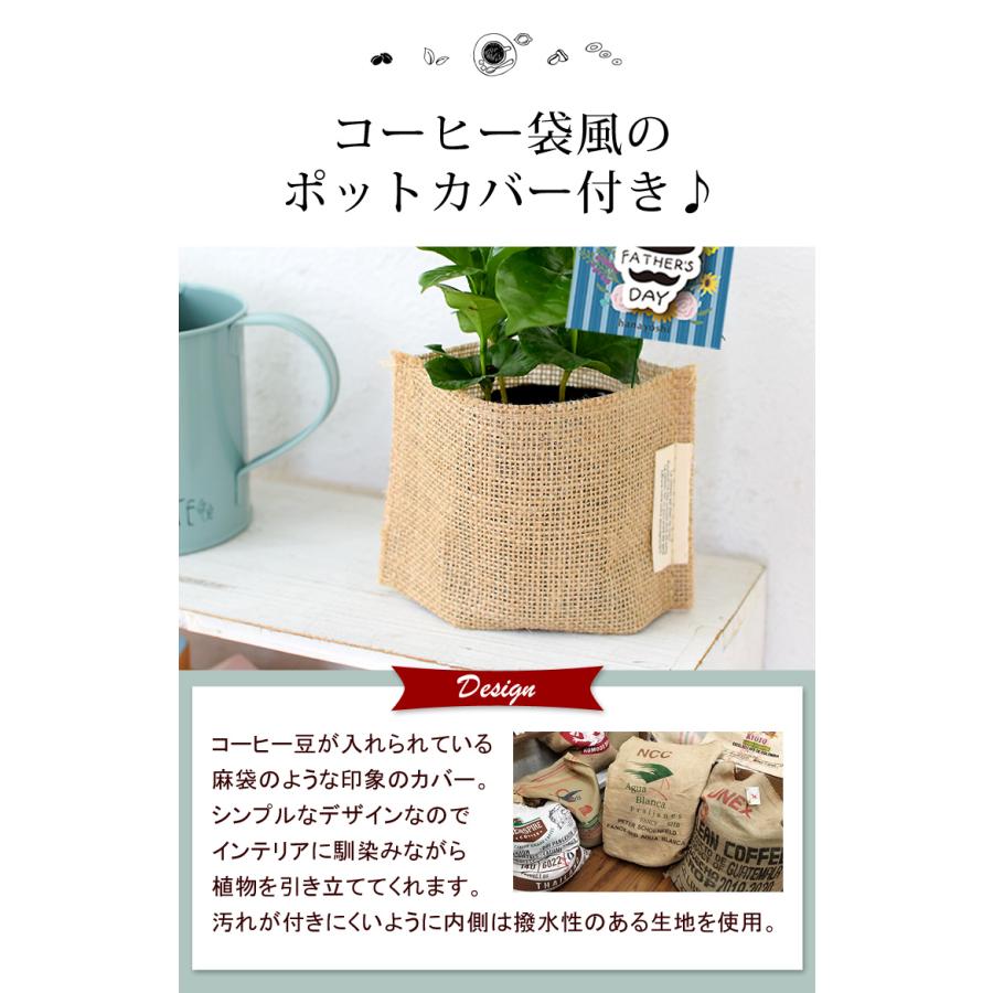 父の日 プレゼント 花 2024 送料無料 コーヒータイム コーヒーの木 ミニ観葉植物 ＆徳島ブラジルコーヒーさんのドリップコーヒーのセット ギフト 60代 70代 80代｜hanayoshi-y｜11