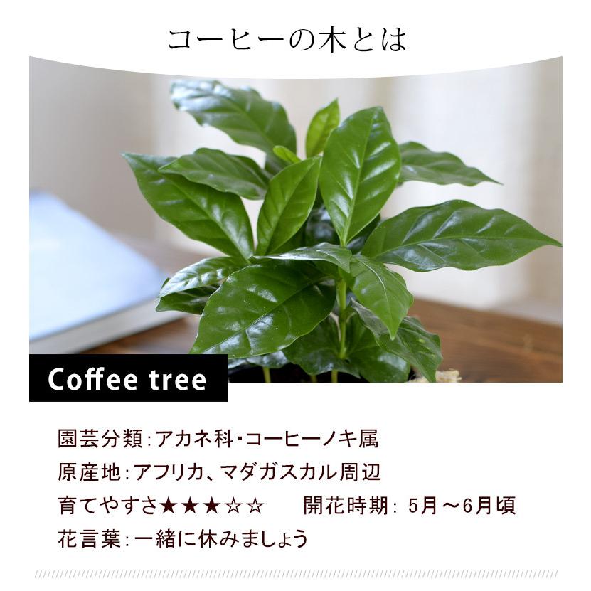 イヌマキ 樹高0 5m前後 10本セット 15cmポット 植木 苗 苗木 送料無料 Off 15cmポット