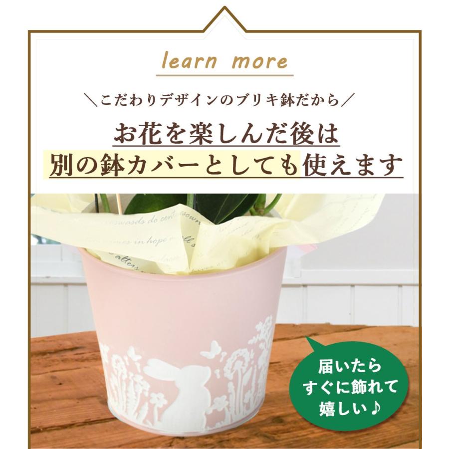 フラワーマーケット花由 母の日 花 2026 ギフト 鉢植え マダガスカル