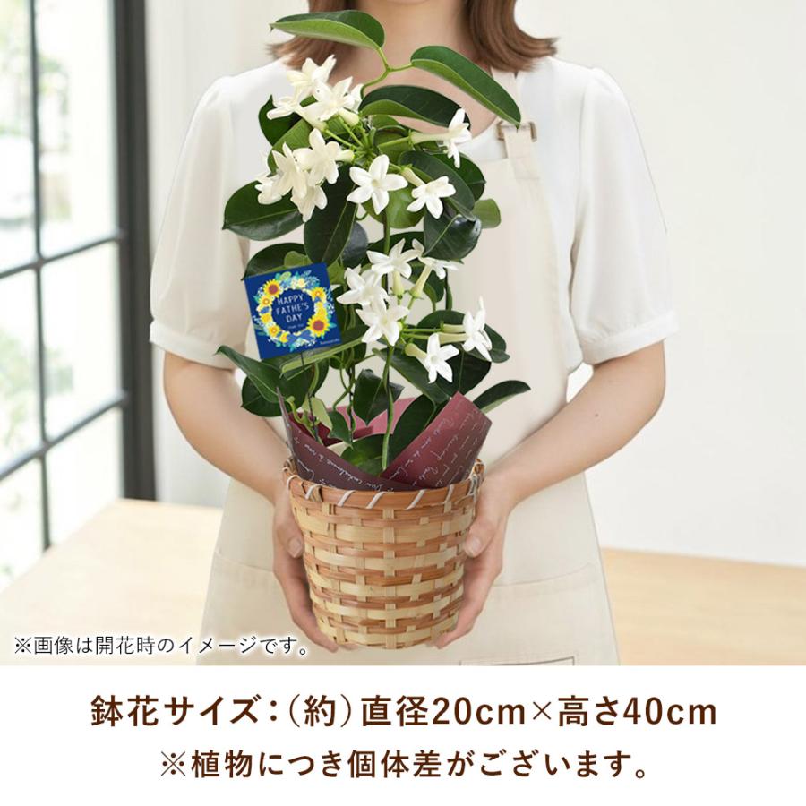 フラワーマーケット花由 父の日 花 2026 ギフト 鉢植え マダガスカル