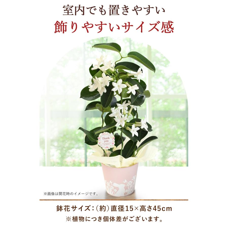 フラワーマーケット花由 母の日 花 2026 ギフト 鉢植え マダガスカル