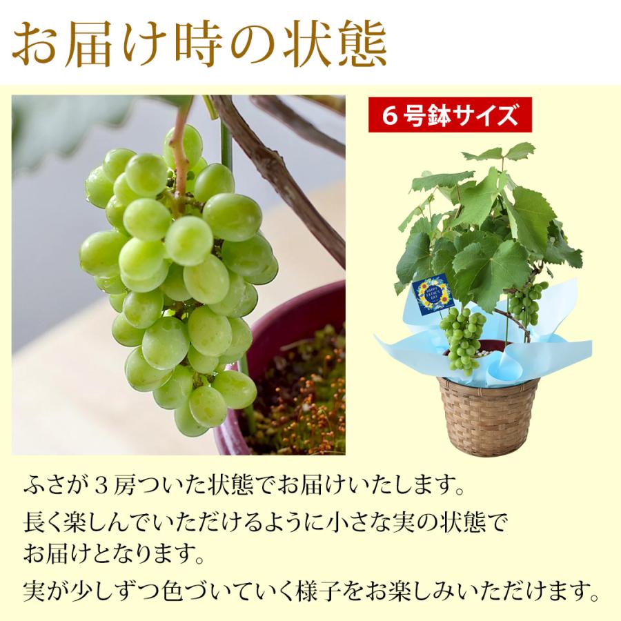フラワーマーケット花由 遅れてごめんね 父の日 花 ギフト 2026 鉢植え