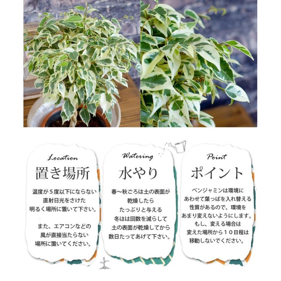 最高観葉植物 土 入れ替え 頻度 すべての美しい花の画像