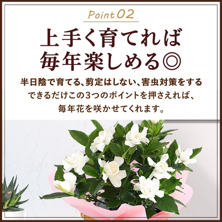 フラワーマーケット花由 まだ間に合う 母の日 2026 花 鉢植え 香りが