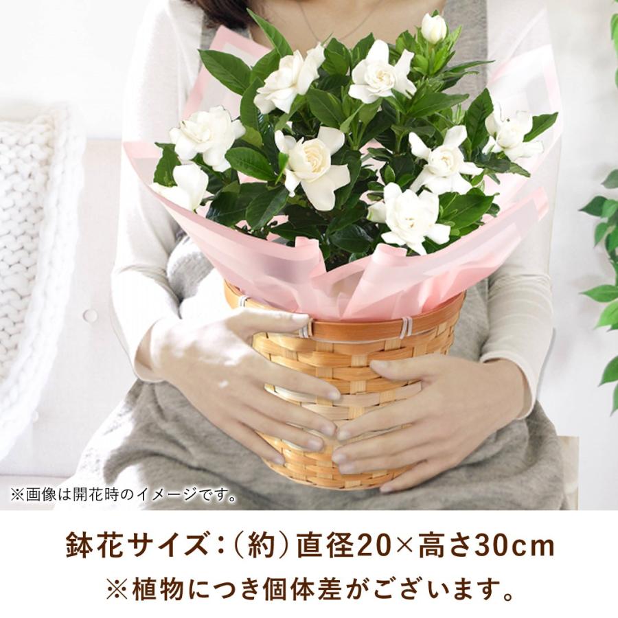 フラワーマーケット花由 まだ間に合う 母の日 2026 花 鉢植え 香りが
