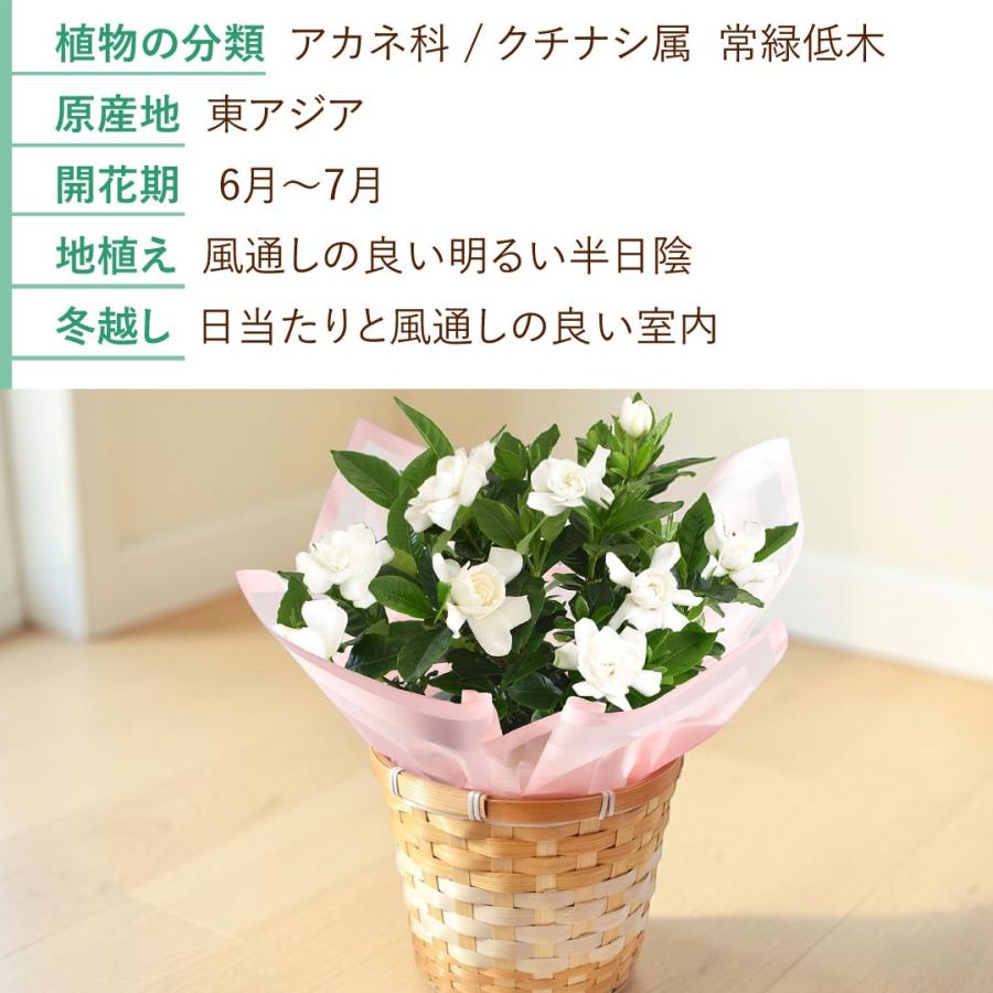 フラワーマーケット花由 まだ間に合う 母の日 2026 花 鉢植え 香りが