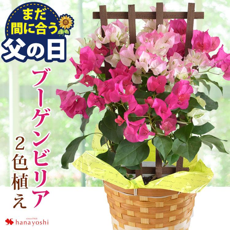 Sale 父の日 花 21 プレゼント ブーゲンビリア 2色植え 5号鉢 鉢花 ギフト トレリス仕立て In バスケット １鉢で２色楽しめる 鉢植え