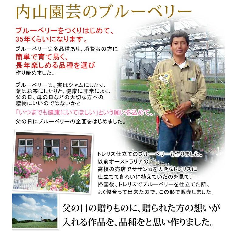 父の日 ギフト 2025 プレゼント 花 果樹 内山園芸さんの健康果実 ブルーベリー 実付 収穫が楽しめる 鉢植え 5号鉢 バスケット トレリス 果物 夏 サマーギフト