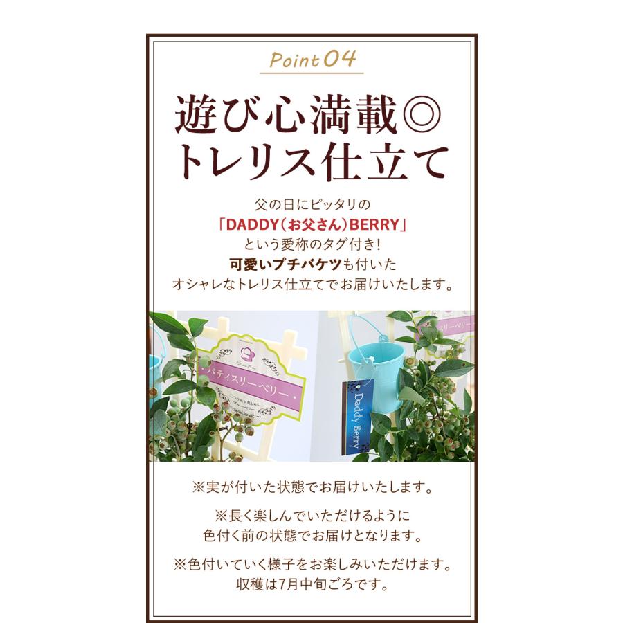 父の日 ギフト 送料無料 2024 果樹 内山園芸さんの健康果実 ブルーベリー（実付）の鉢植え〜お洒落なトレリス＆バスケット付 お父さんの健康を願って｜hanayoshi-y｜07