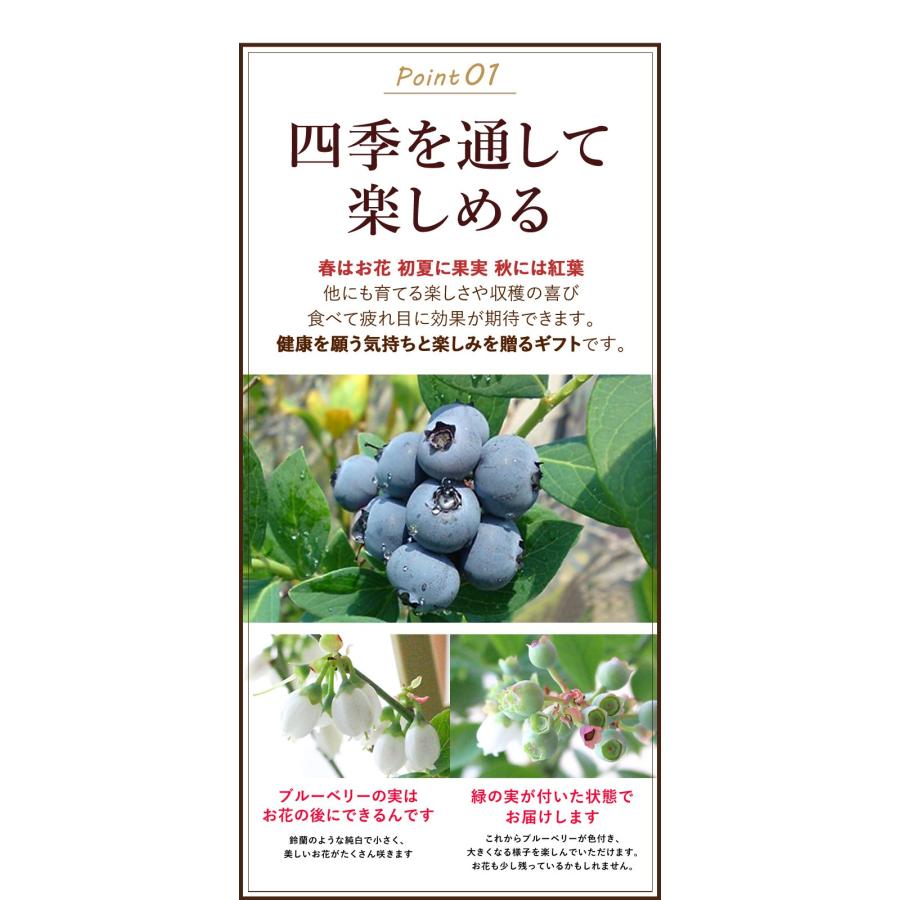父の日 ギフト 2025 プレゼント 花 果樹 内山園芸さんの健康果実 ブルーベリー 実付 収穫が楽しめる 鉢植え 5号鉢 バスケット トレリス 果物 夏 サマーギフト