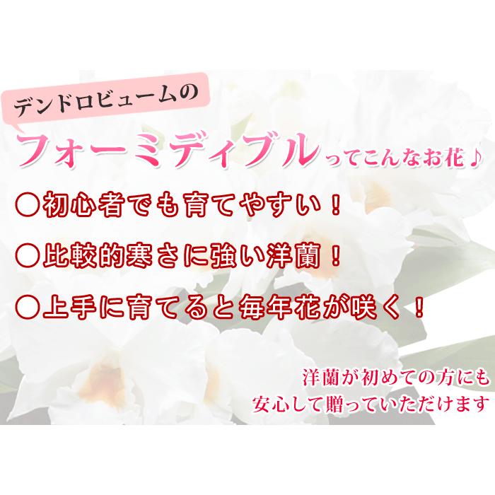 ができます 四国は土佐が生んだ洋蘭界の志士 フォーミディ