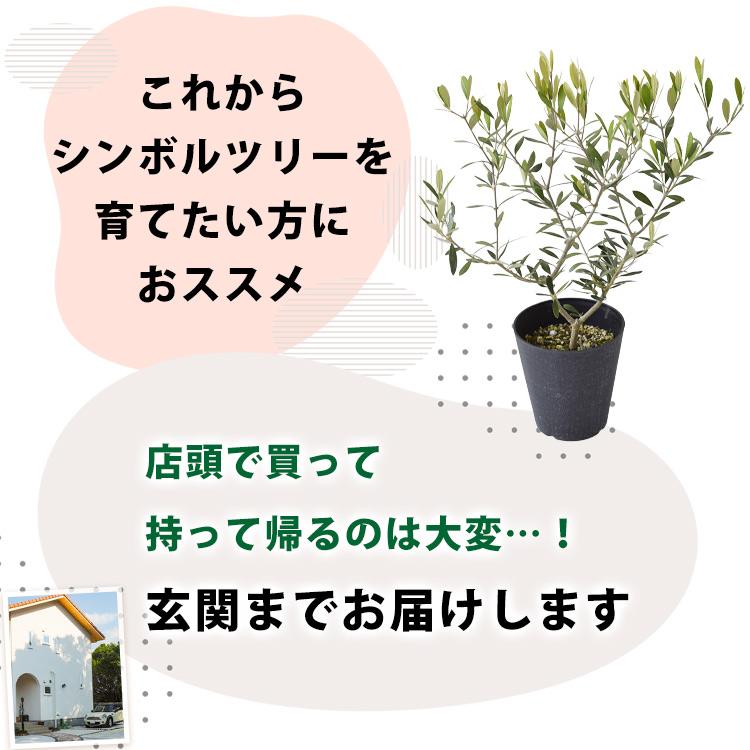 フラワーマーケット花由 鉢植え オリーブの木 ＜プラスチック鉢