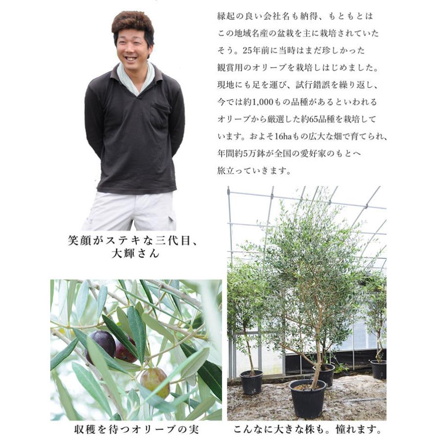 フラワーマーケット花由 オリーブ 鉢植え 鶴亀園さんの香川 フラワーマーケット花由 オリーブ 鉢植え 鶴亀園さんの香川